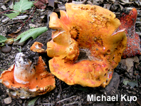 Hypomyces lactifluorum