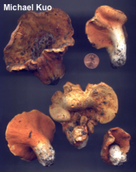 Hypomyces lactifluorum