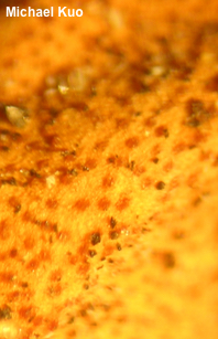 Hypomyces lactifluorum