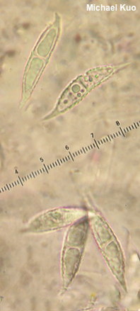 Hypomyces lactifluorum