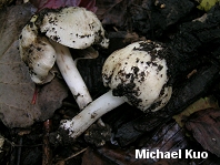 Inocybe fibrosa