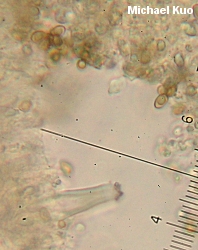 Inocybe geophylla