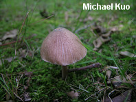 Inocybe insignis