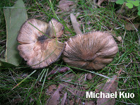 Inocybe insignis