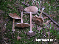 Inocybe insignis