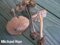 Inocybe insignis