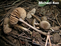 Inocybe leptophylla