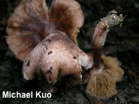 Inocybe vinaceobrunnea