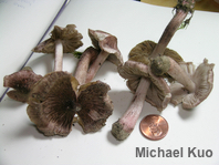 Inocybe vinaceobrunnea