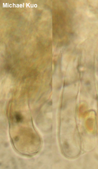 Inocybe vinaceobrunnea