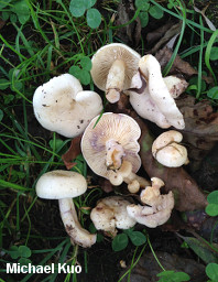 Lactarius aspideus