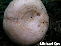 Lactarius chrysorrheus