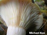 Lactarius chrysorrheus