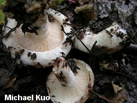 Lactarius controversus