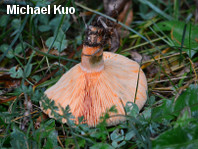 Lactarius deterrimus