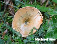 Lactarius deterrimus