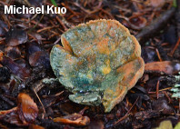 Lactarius deterrimus