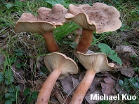 Lactarius helvus