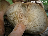 Lactarius helvus