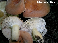 Lactarius hygrophoroides