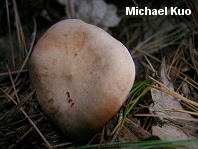 Lactarius imperceptus