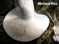 Lactarius imperceptus