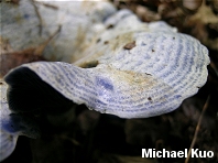 Lactarius indigo