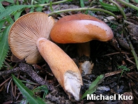 Lactarius luculentus var. laetus