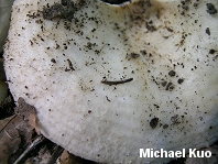 Lactarius maculatipes