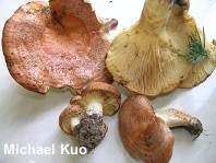 Lactarius olympianus