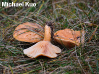 Lactarius porninsis