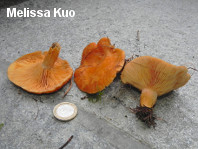 Lactarius porninsis