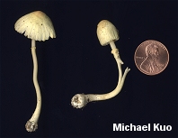 Leucocoprinus flavescens