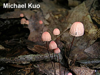 Marasmius pulcherripes