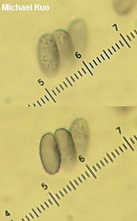 Melanoleuca verrucipes