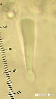 Melanoleuca verrucipes