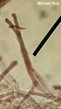Microporellus dealbatus