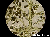 Mycenastrum corium