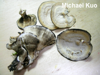 Mycorrhaphium adustum