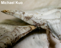 Mycorrhaphium adustum