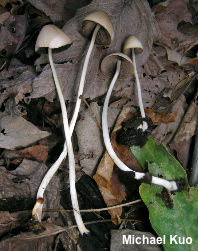 Parasola conopilea