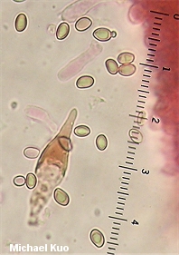 Paxillus vernalis