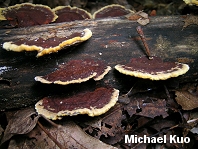 Phellinus gilvus