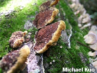 Phellinus gilvus