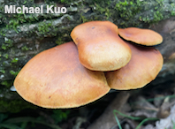 Pholiota multifolia