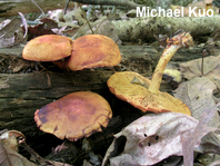 Pholiota multifolia