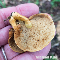 Pholiota multifolia