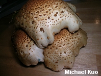 Pholiota squarrosoides