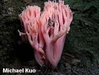 Ramaria araiospora