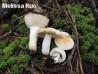 Russula crassotunicata